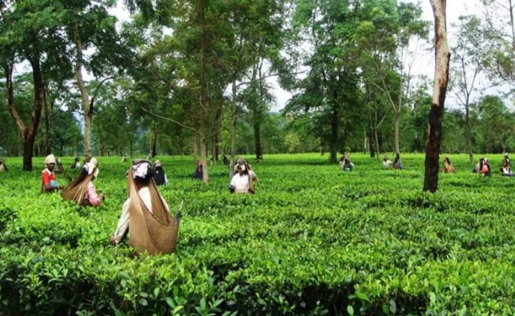 Assam Heritage & Tea Trails – Guwahati – Sivasagar – Jorhat – Kaziranga