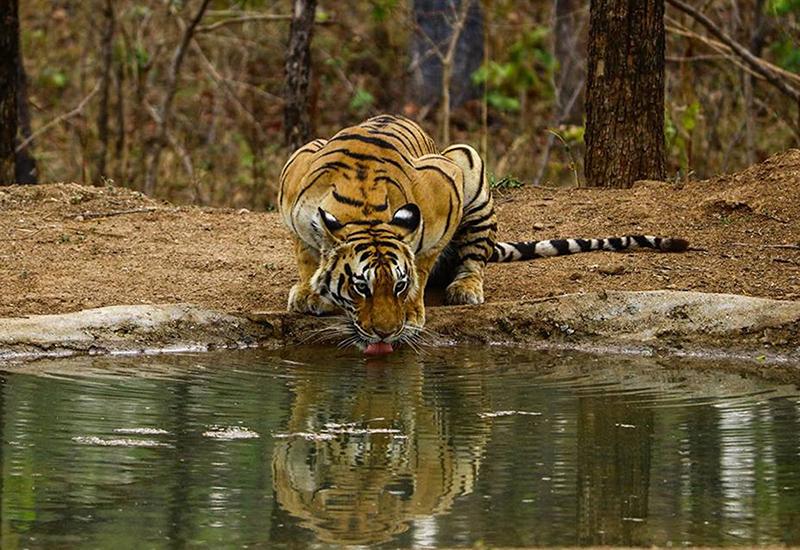 Bandhavgarh – Kanha – Pench