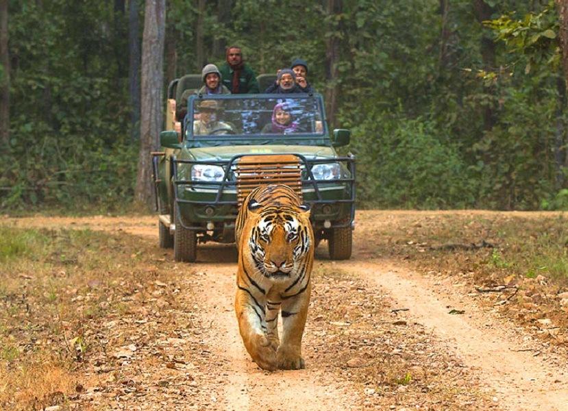 Central India Wildlife Tour – Pench – Kanha – Bandhavgarh