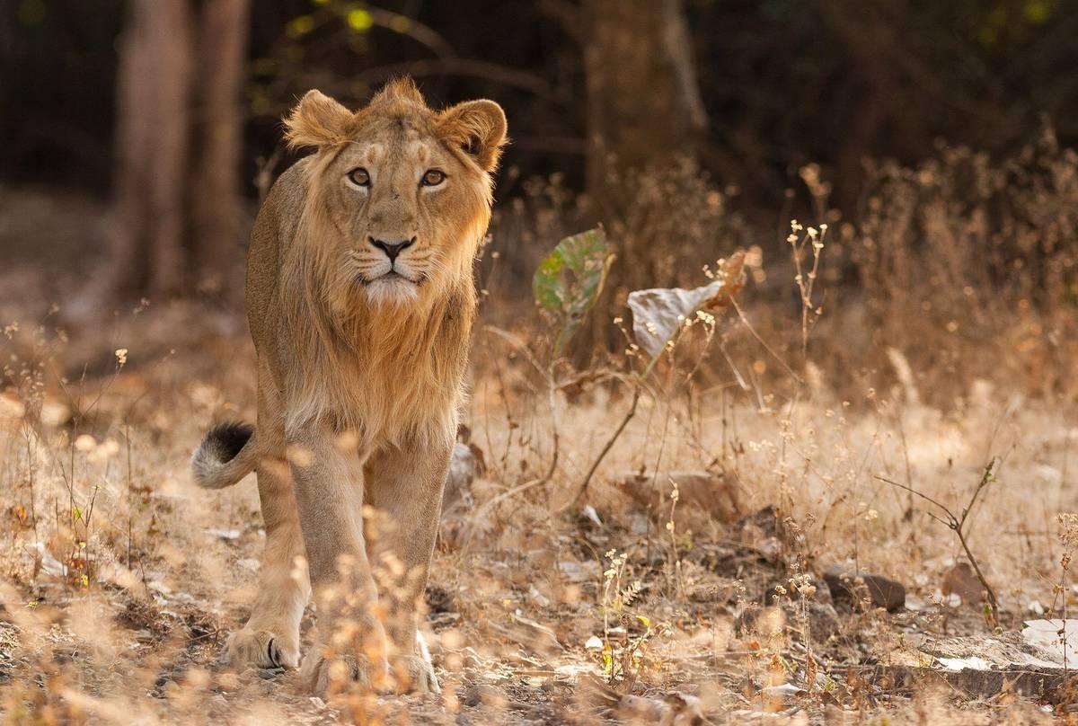 Dwarka – Somnath – Junagadh – Gir