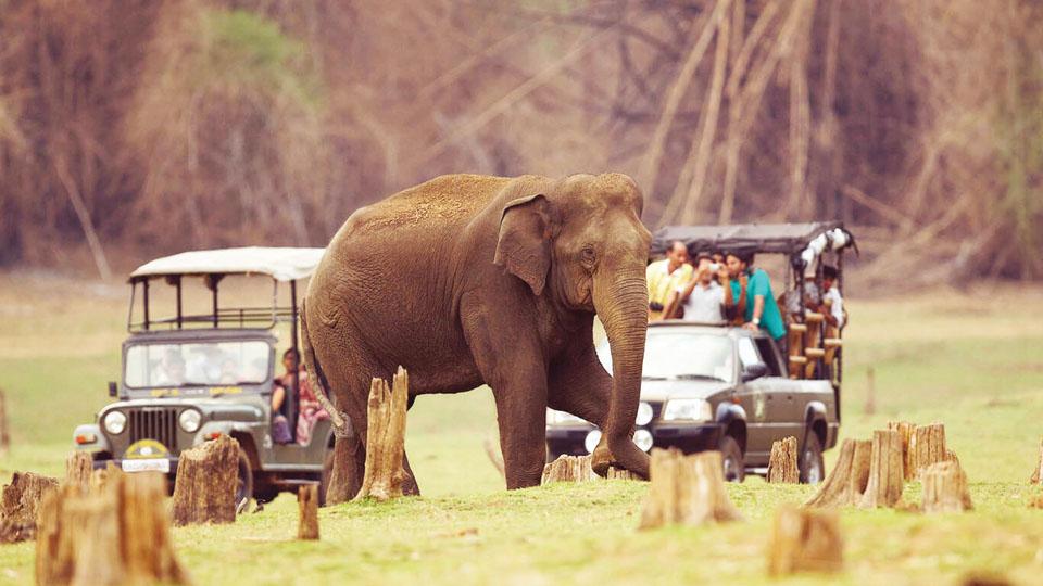 Karnataka Wildlife Tour