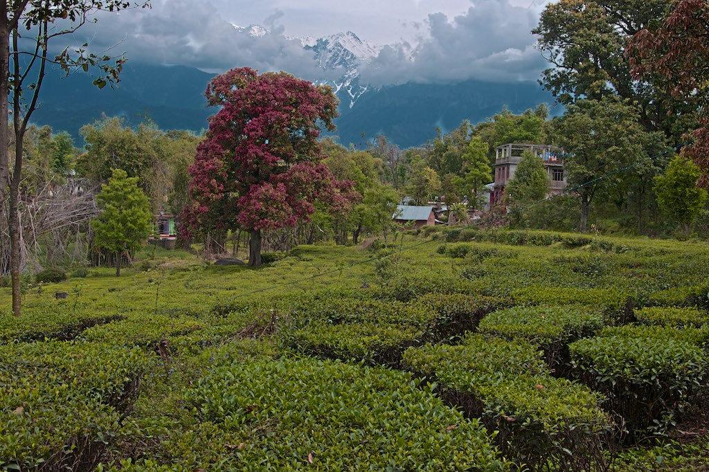 Palampur Himachal Pradesh