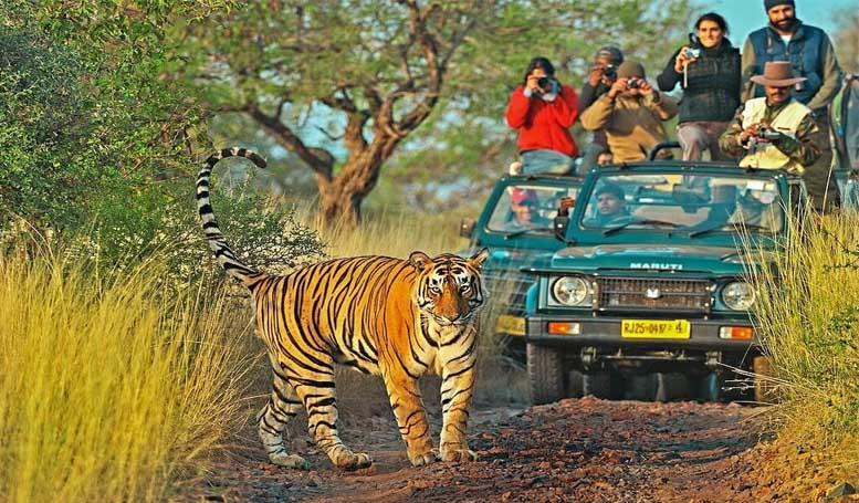 Ranthambore Wildlife Tour