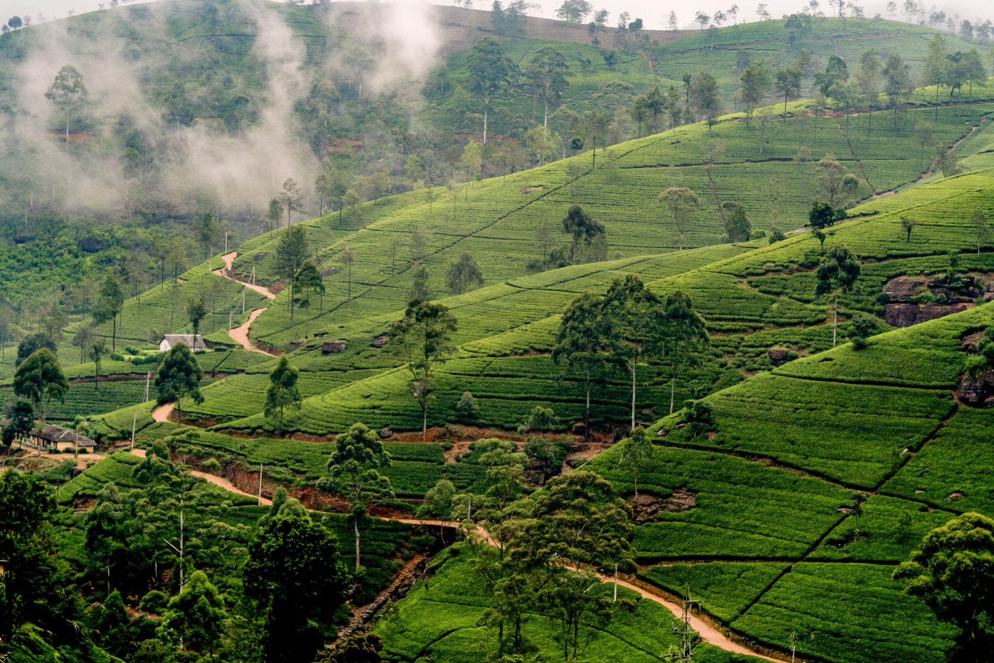 Sri Lanka Kandy + Nuwara Eliya